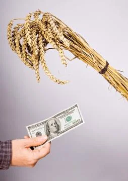 Payment for the grain Foto stock