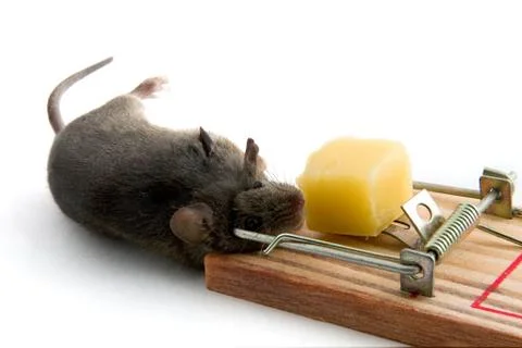 Payment 스톡 사진