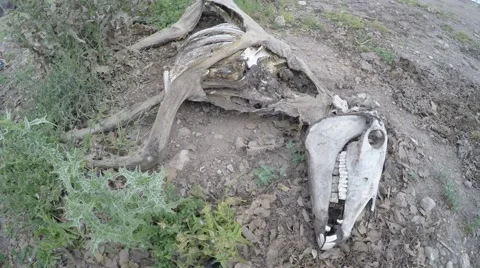 Paypal Carcass of dead donkey Stockbeeldmateriaal 49926231
