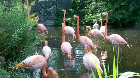 Pbird Stock Footage 508790