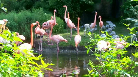 Pbirds Stock Footage 504630