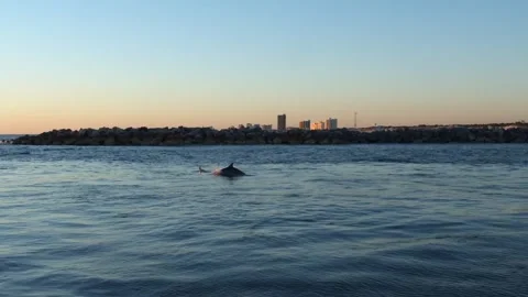 PCB Dolphins at Sunset - Horizontal Video stock 302495215