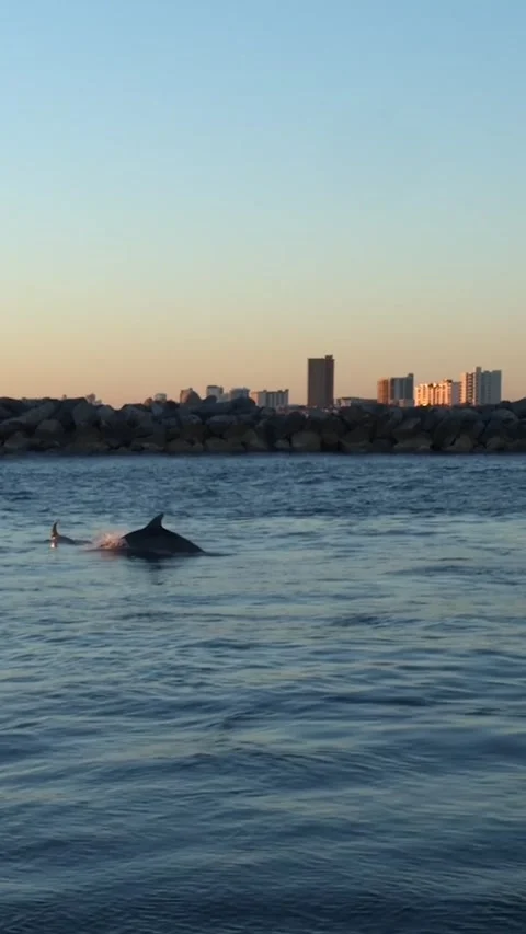 PCB Dolphins at Sunset-  Vertical Video stock 302495206
