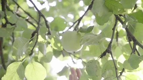 Pcking apple and gives it to her son Stock Footage 85373356