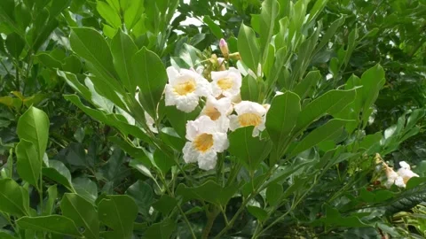 PCOP4689 Stock Footage 268950503