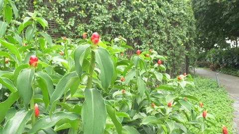 PCOP4693 Stock Footage 268950510