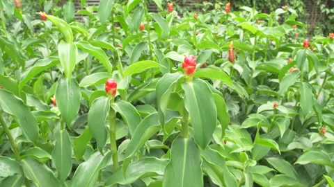 PCOP4694 Stock Footage 268950555