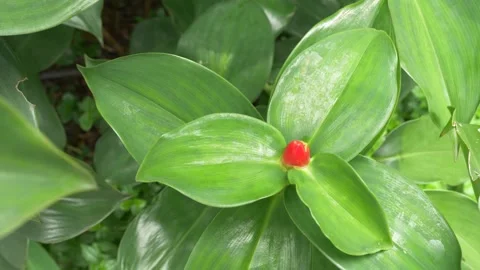 PCOP4697 Stock Footage 268950556