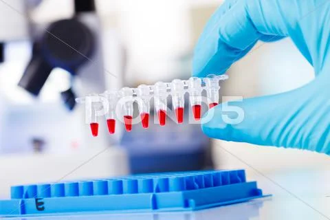 PCR strip test tubes and micropipette in genetics laboratory Stock Photos