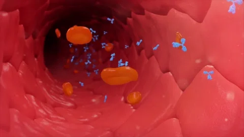 PD-1 monoclonal antibody flows through blood vessels Vídeos de archivo 345012312