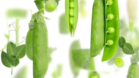 Pea and Pod Slice and Leaf Collection Video stock 205547727