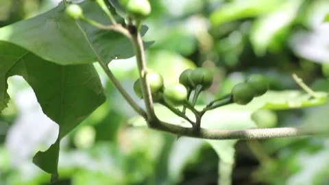 Pea Aubergine Stock Footage 160142026