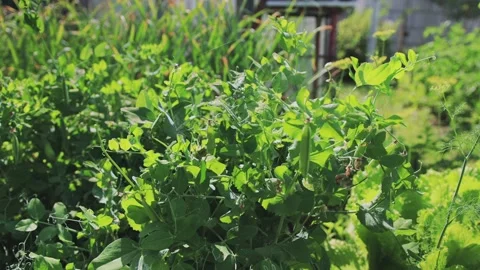 A pea bush grows at the dacha in summer against the backdrop of the sun. Growing Видео 253468912