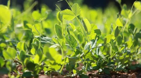 Pea, close-up. 库存影片 10944993