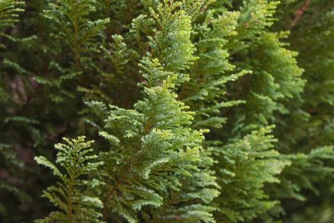 Pea cypress, tree branches. Stock Photos