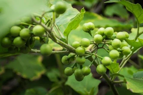 Pea egg plant or devil's fig Stock Photos