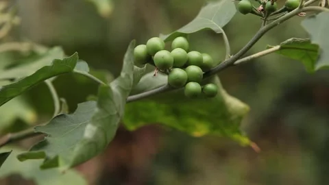 Pea eggplant in the garden Stock Footage 250929784