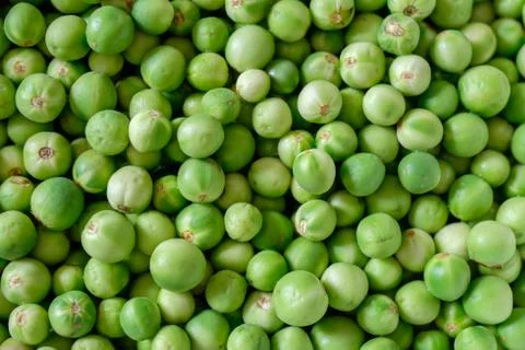 Pea eggplant Foto stock