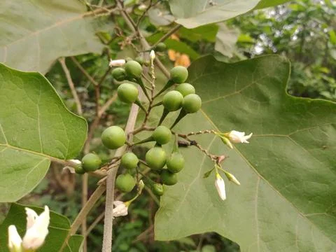 Pea eggplants on the vegetable plant Fotos Stock