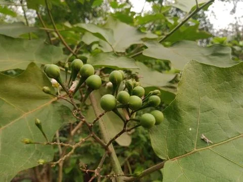 Pea eggplants on the vegetable plant Фото