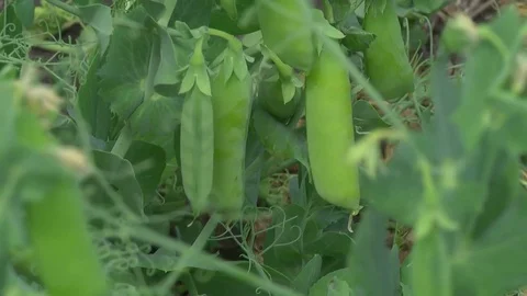 Pea field. Farm. Stock Footage 76691982