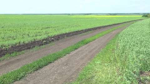 Pea field. Farm. Stock Footage 76691997
