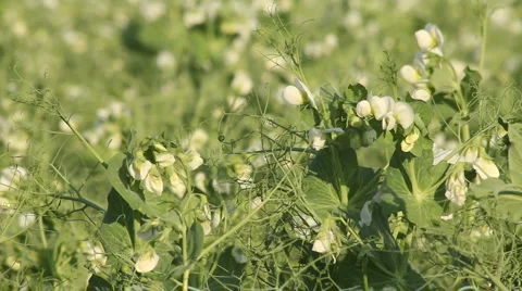 Pea Field Video stock 6531997