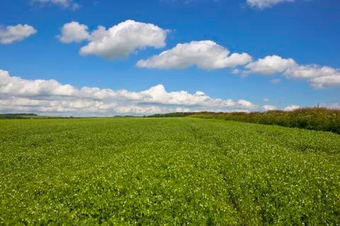 Pea field with hedgerow Stock Photos