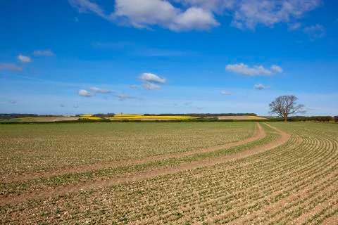 Pea field landscape Stock Photos