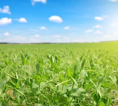 Pea field Stock Photos