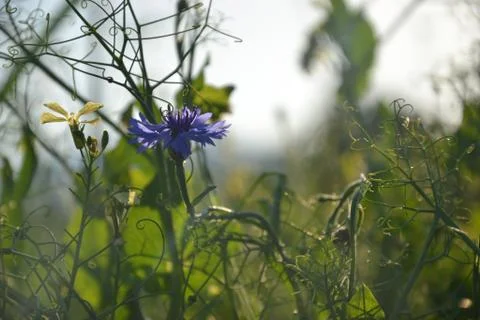 Pea on field, Slovakia Stock Photos