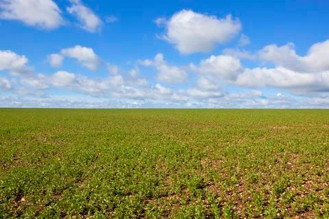 Pea field in springtime Stock Photos