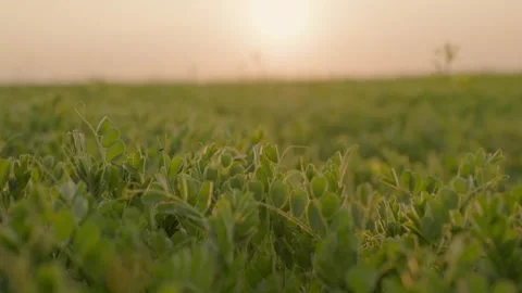 Pea field at sunset close-up. Video stock 251112040