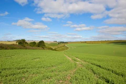 Pea fields with tyre tracks Foto stock