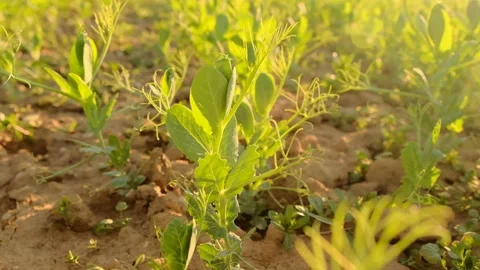 Pea fields.Growing peas.  Green bean products.Green pea plant in the sun. Stock Footage 226365618