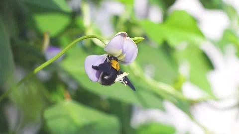 Pea flower beetle sitting on purple flowers, eating nectar and pollen. Nature Stock Footage 137445238