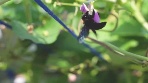 Pea flower beetle sitting on purple flowers, eating nectar and pollen. Nature Stock Footage 137445251