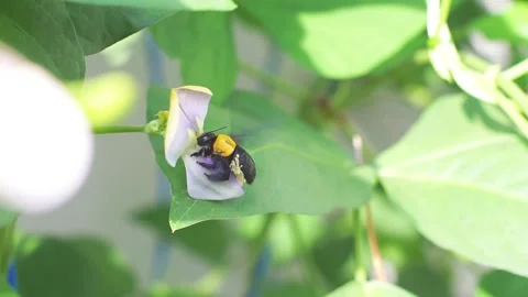 Pea flower beetle sitting on purple flowers, eating nectar and pollen. Nature Stock Footage 137445481