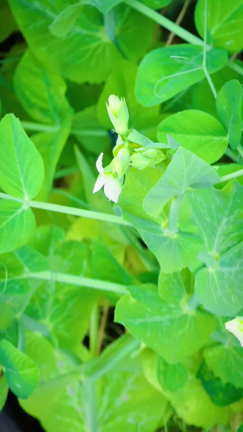 Pea flower buds opening among lush green leaves in vegetable garden. Close up Stock Footage 345126151