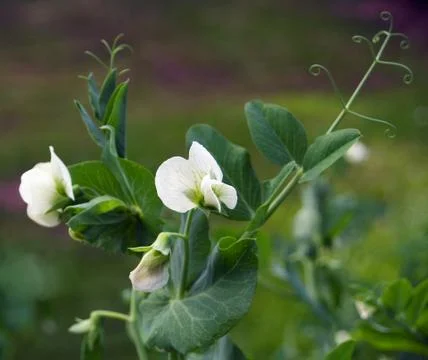 Pea flower Foto stock