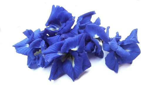 Pea flower Stock Photos