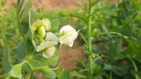 Pea flower in vegetable garden. 库存影片 234900317