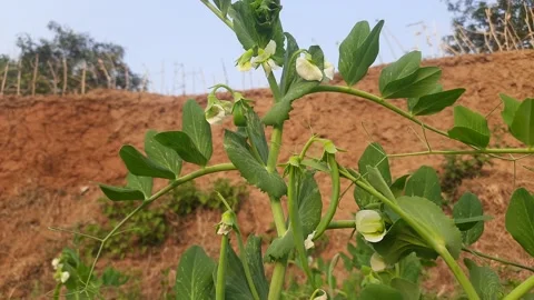 Pea flower in vegetable garden. Video stock 234900460