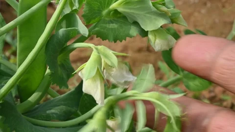 Pea flower in vegetable garden. Stock Footage 262035556