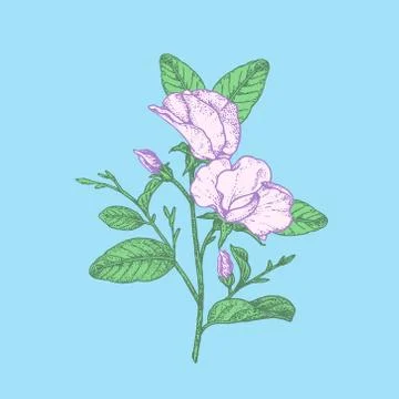 Pea flowers colored layers Stock Illustration