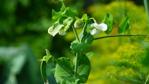 Pea flowers Video stock 92126990