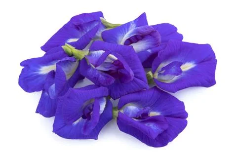 Pea flowers isolate on white Stock Photos
