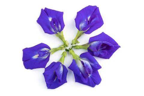 Pea flowers isolate on white Stock Photos