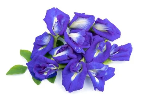 Pea flowers isolate on white 写真素材