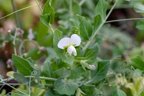 Pea flowers Stock Photos